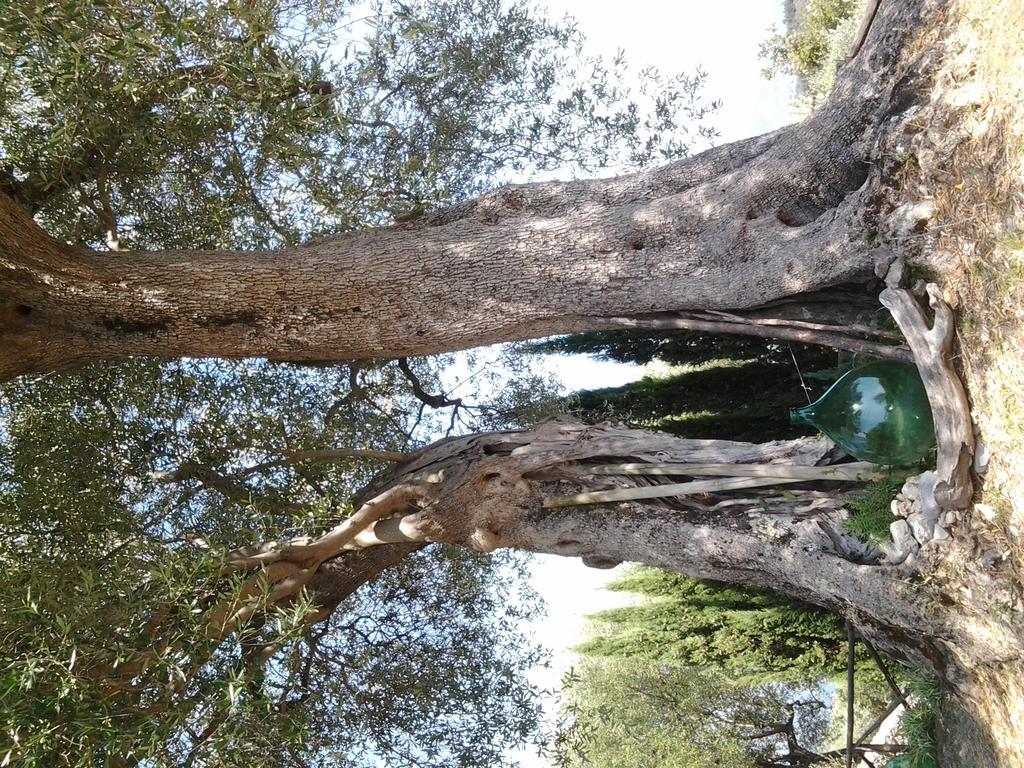 Agrestis Domus Pension San Giovanni a Piro Buitenkant foto
